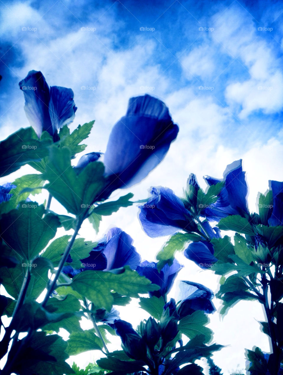 sky garden nature flower by cyrano