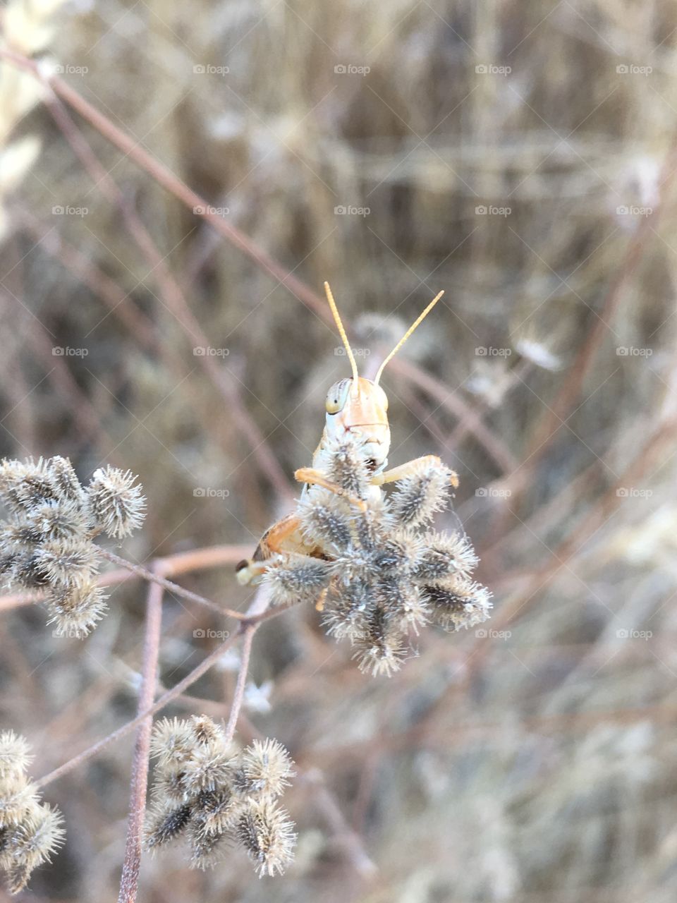 Grasshopper posing for the camera! 