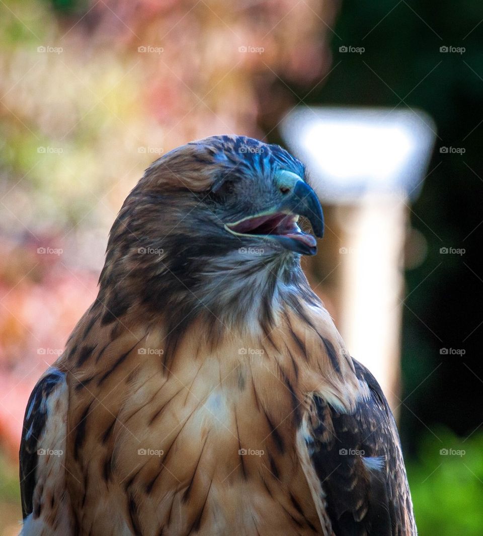 Red Tail Hawk