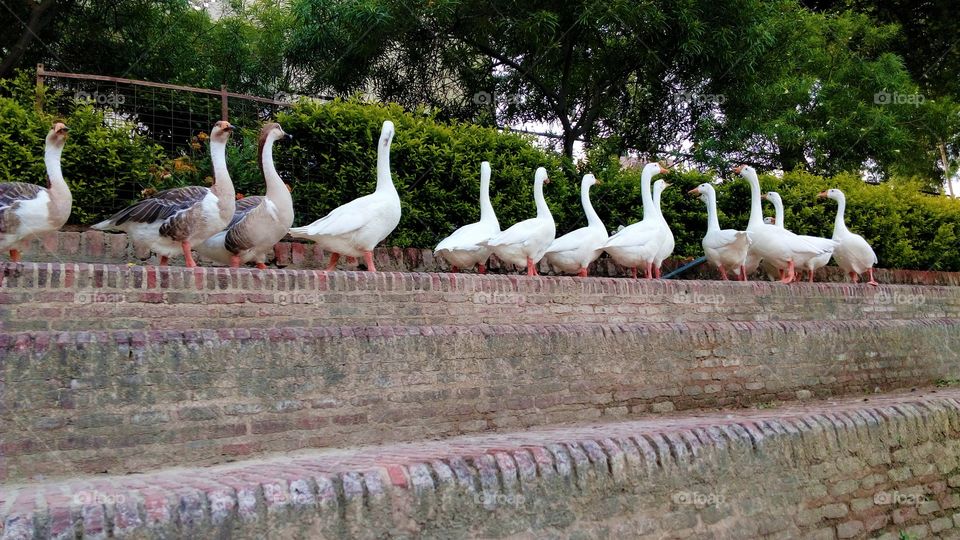 A beautiful group of swans
