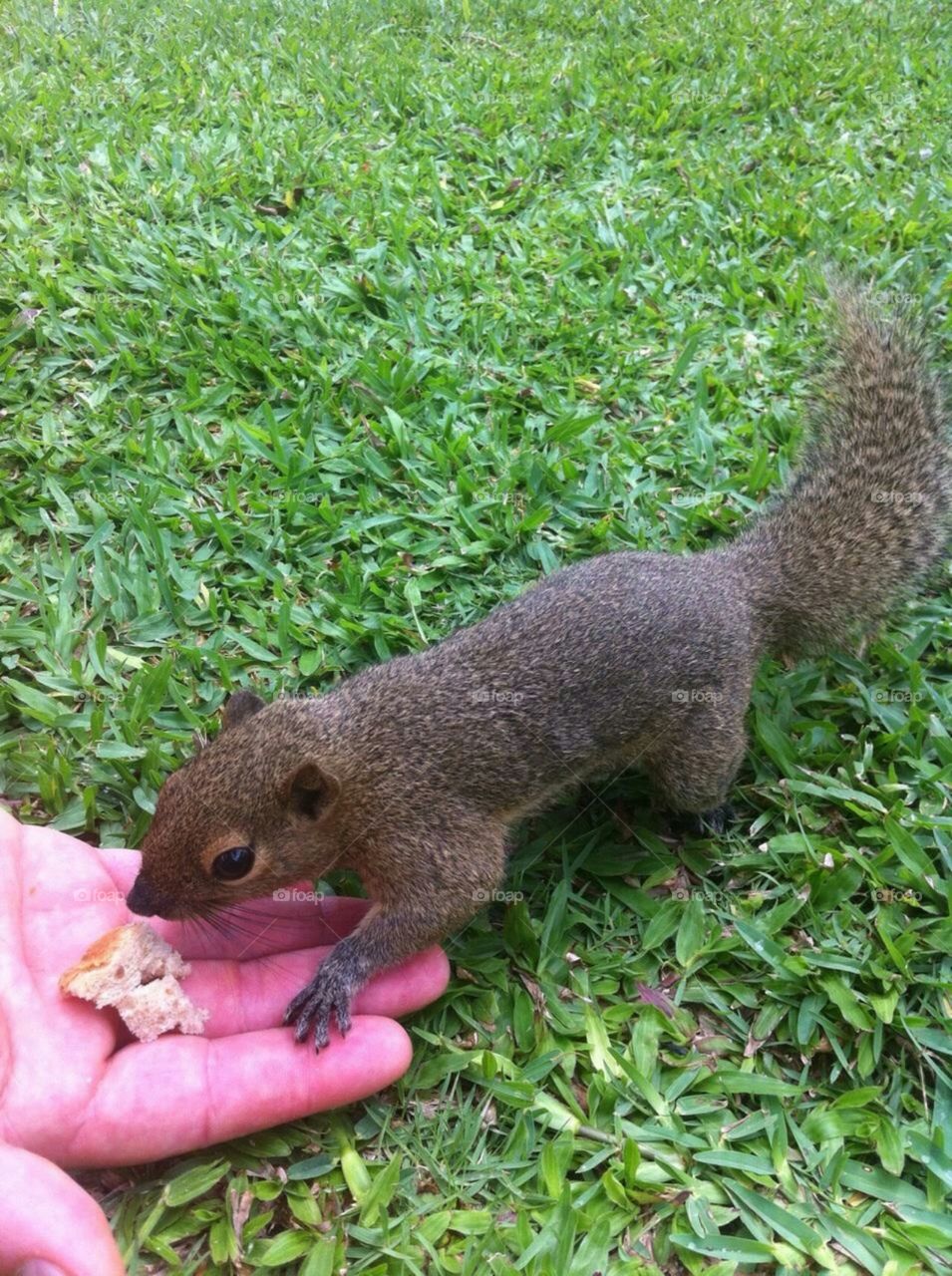  Cute squirrel. Squirrel eating with my hand