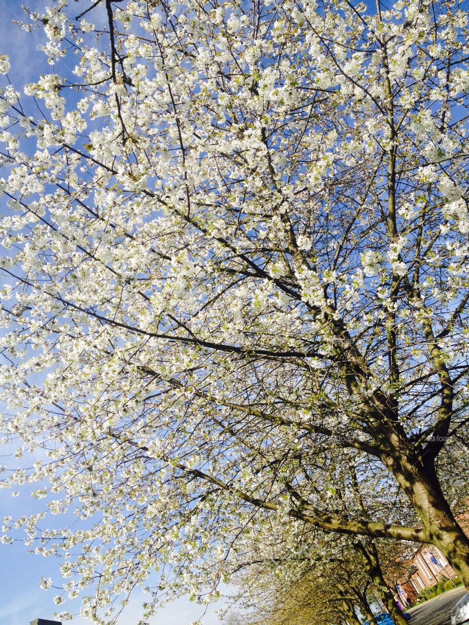 Yorkshire blossom tree