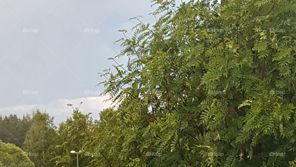 Efter åskoväder & regnskurar