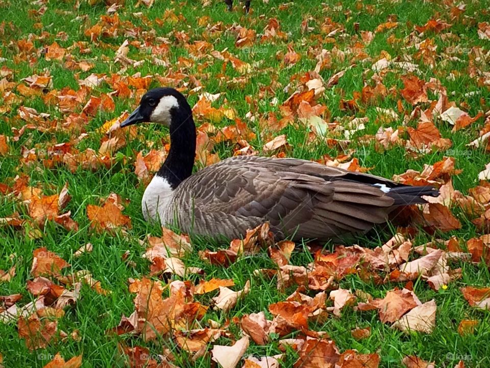 Autumn is here! Canada Geese enjoying fall before going south!