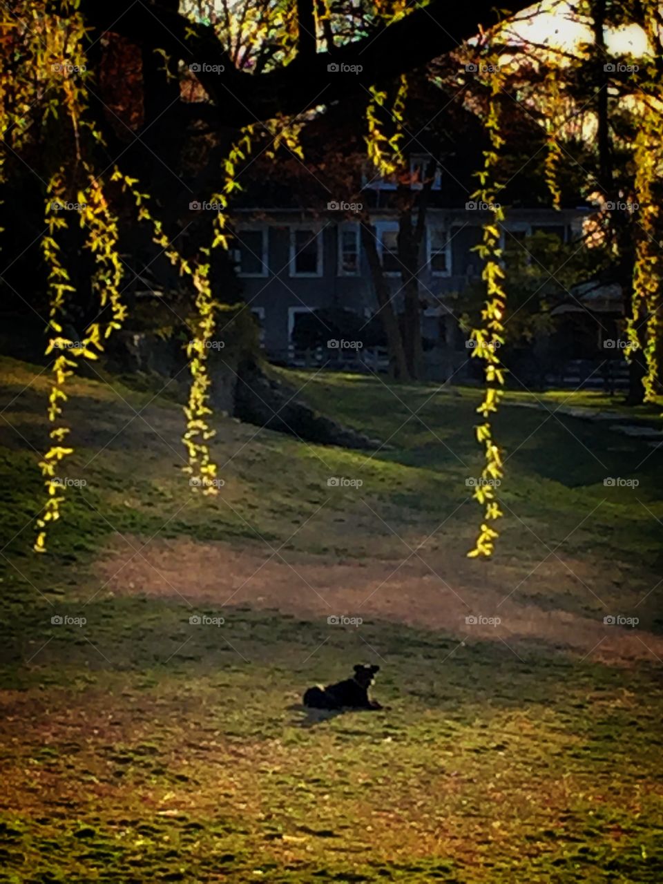 Picturesque scene of a little black puppy laying in the grass of a large rolling lawn. 