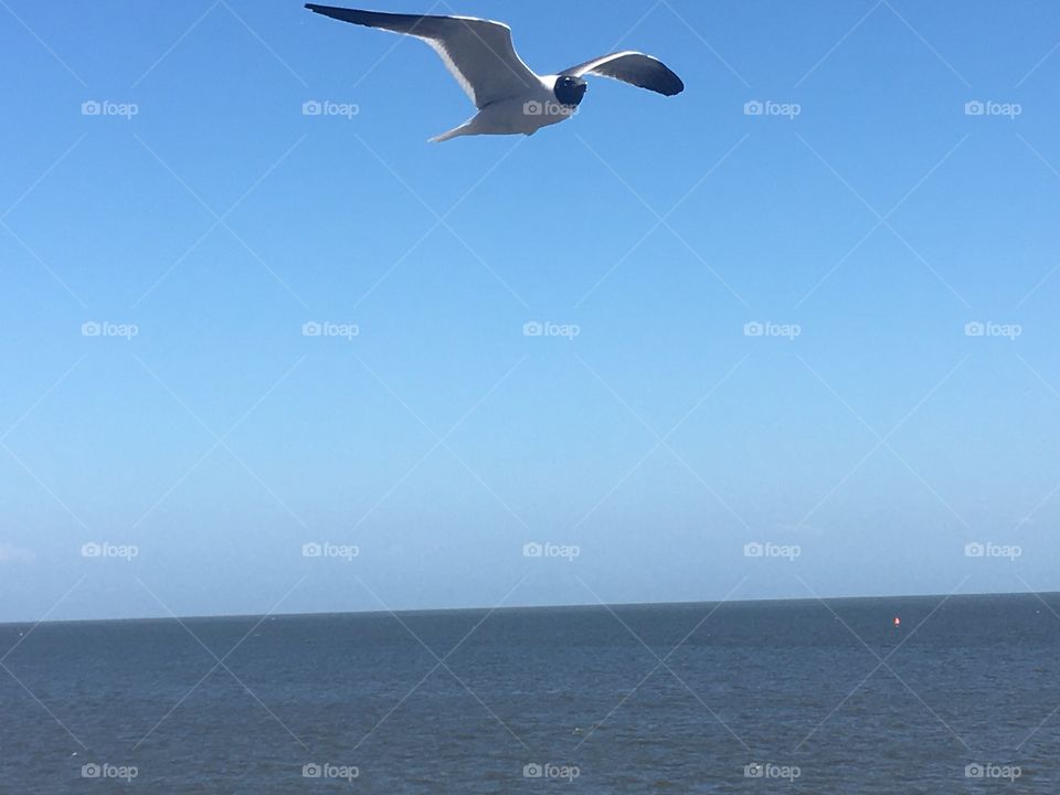 Bird flying over Gulf coast