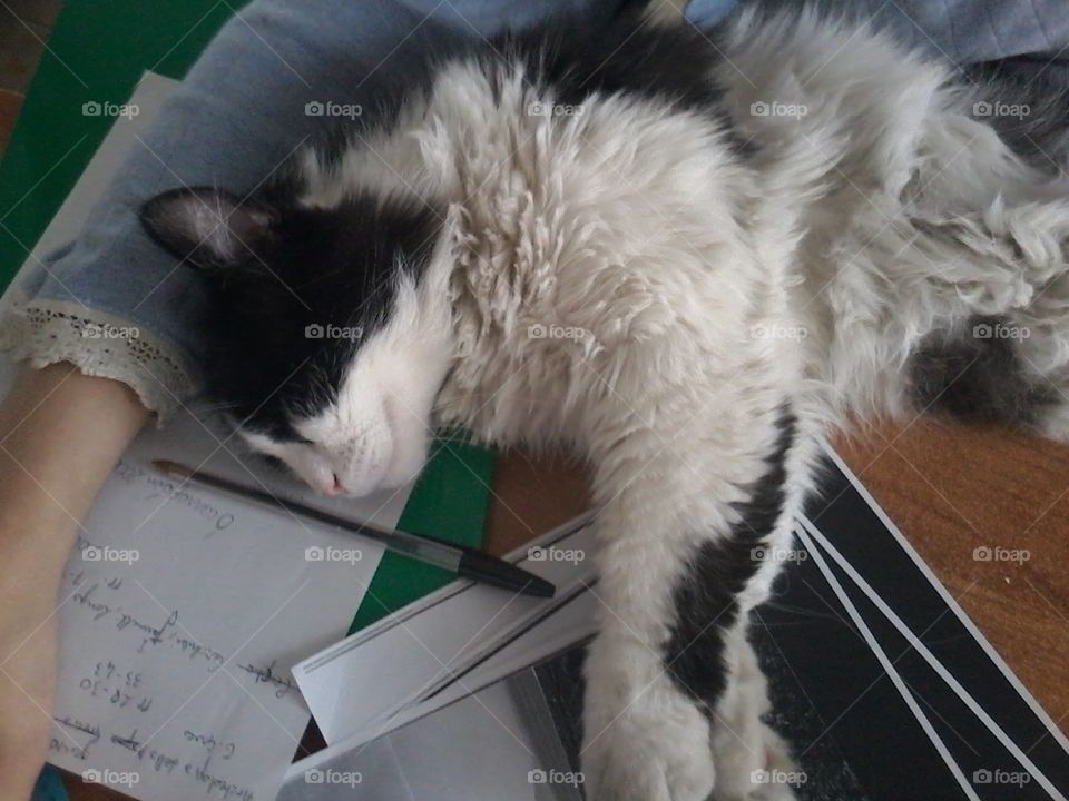 Sleeping cat on homework