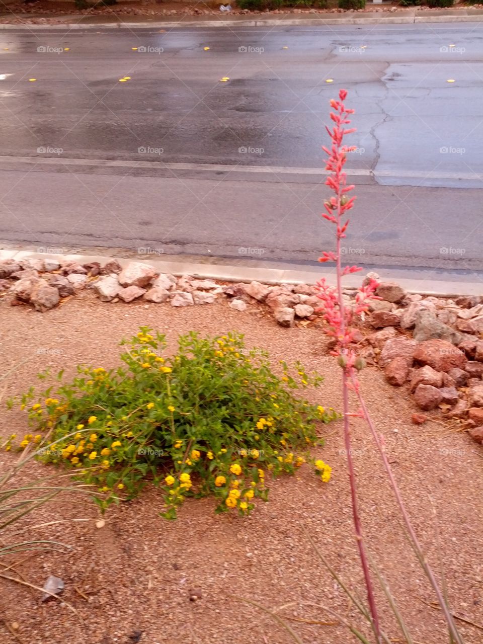 Desert Flower