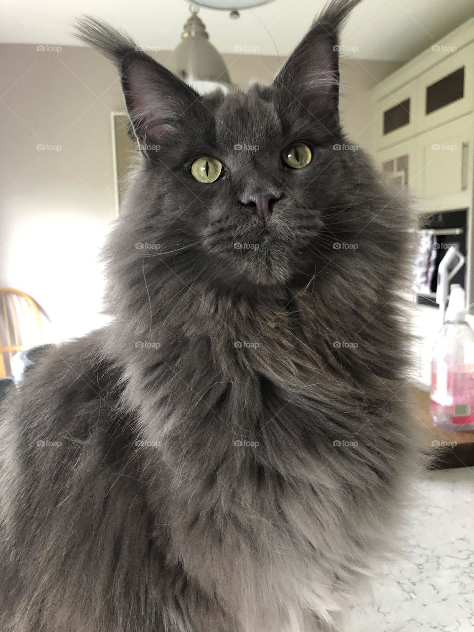 Maine coon