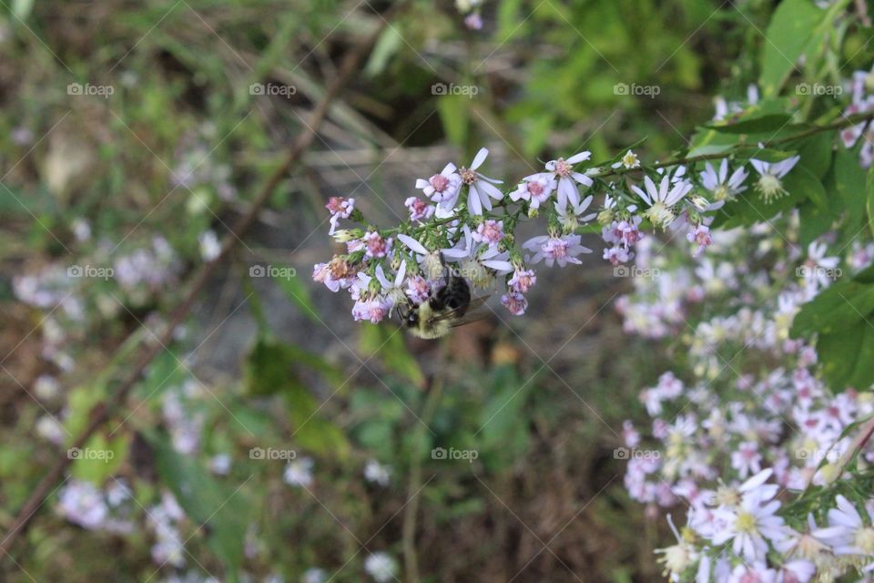 Bumblebee: Millisecond shot of a bee crawling on some flowers. Unedited, raw image. Taken on a Canon Rebel T6 