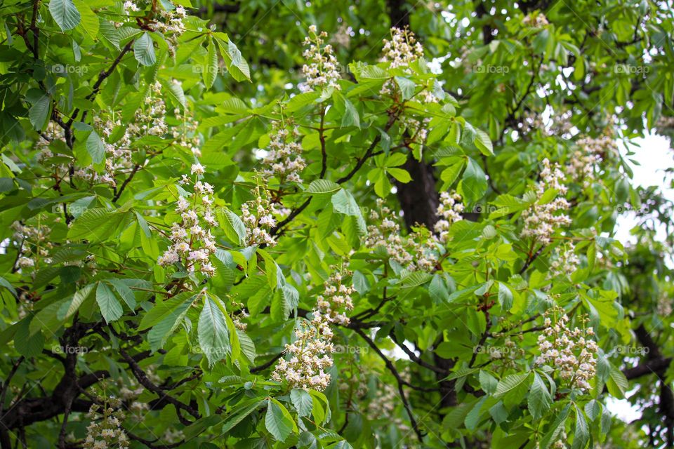 Wild chestnut blooming