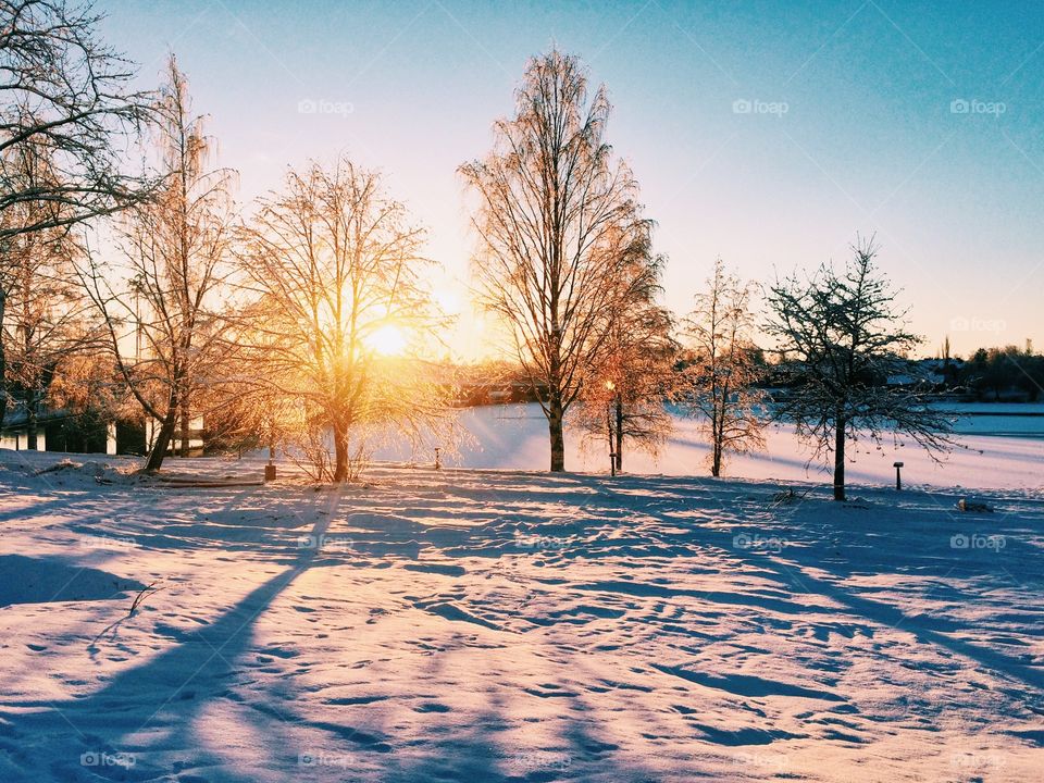 Tree, Winter, Landscape, Nature, Snow