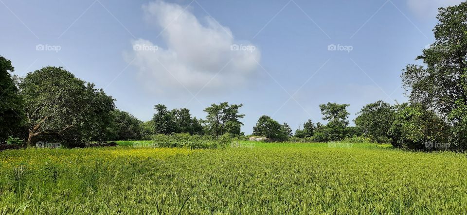 Beautiful Nature, Farm, Natural Picture