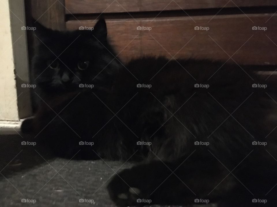 Relaxed time black cat Xena 