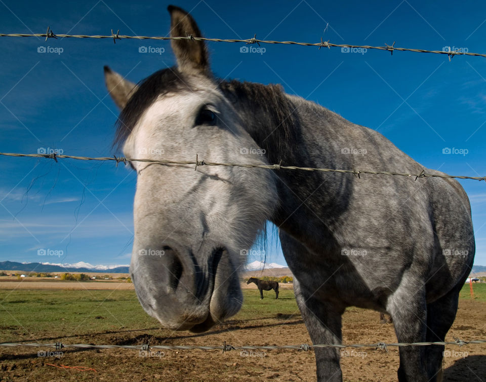 Barbed Wire Horse