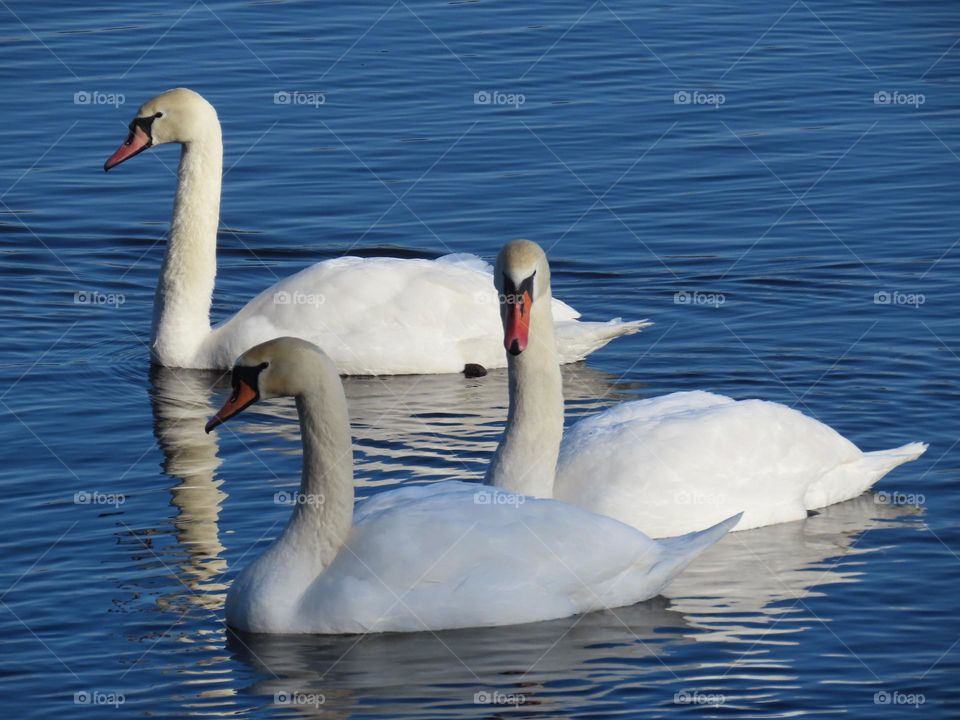 Swans