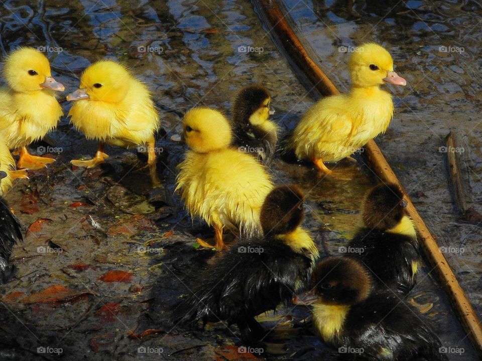 Many baby ducklings, some yellow and some brown and yellow stand in shallow water at Lake Lily Park.