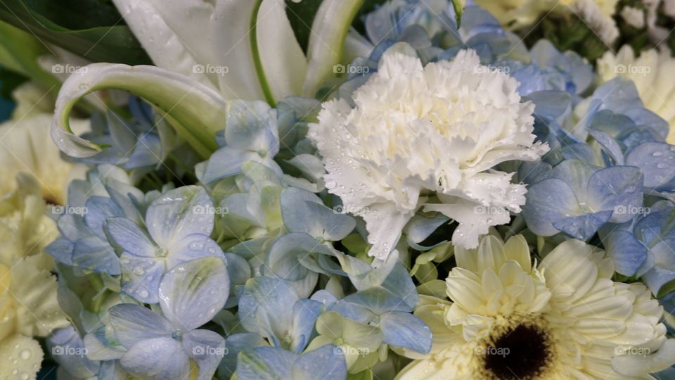 Carnation Hydrangea Lily