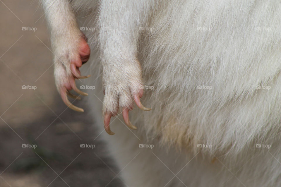 POV & Form: The cute docile faced albino wallaby has some crazy claws on his soft furry front paws. He may be friendly but is still due some respect and a slow, gentle approach!
