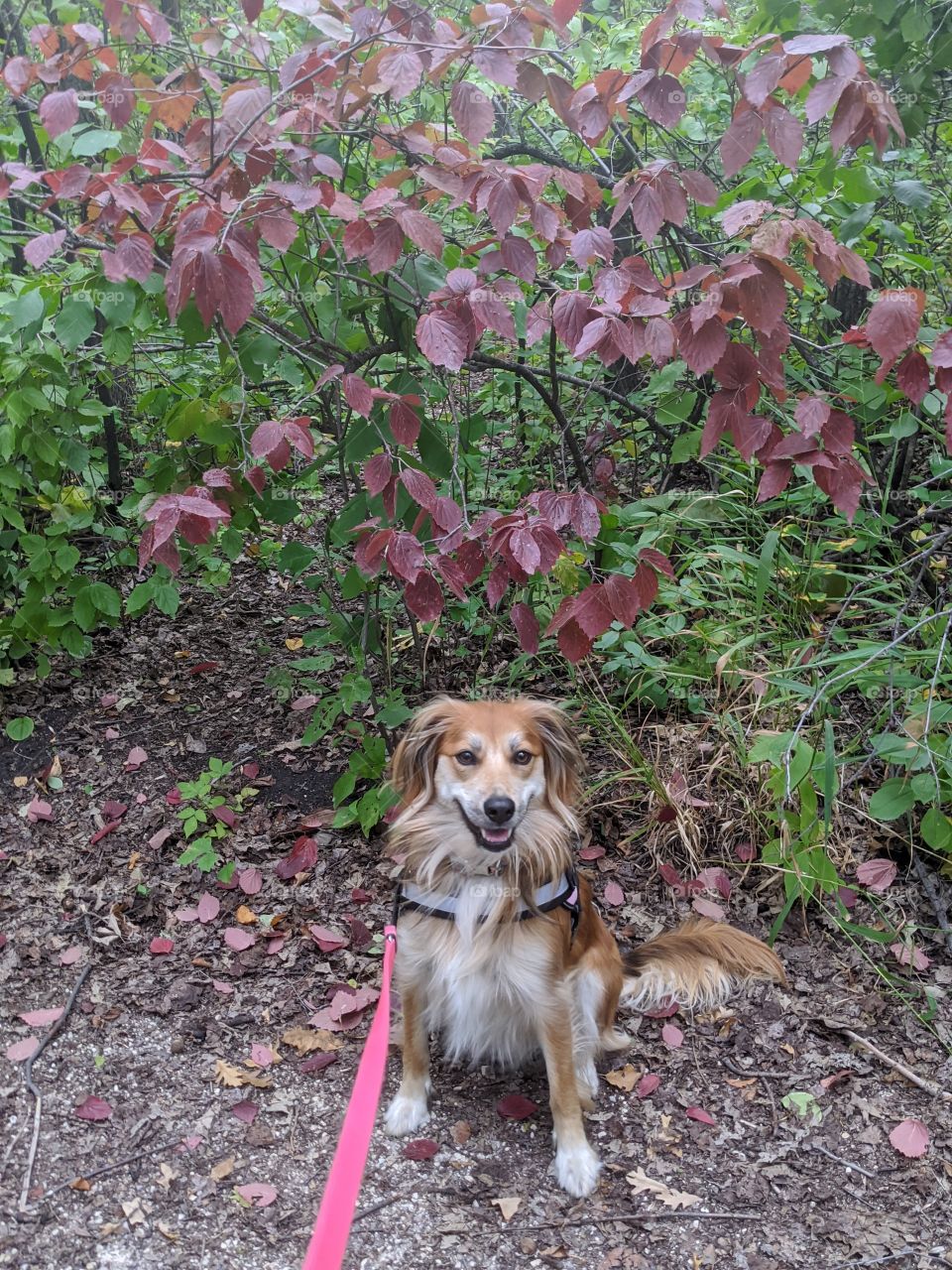 Dog in the forest in autumn