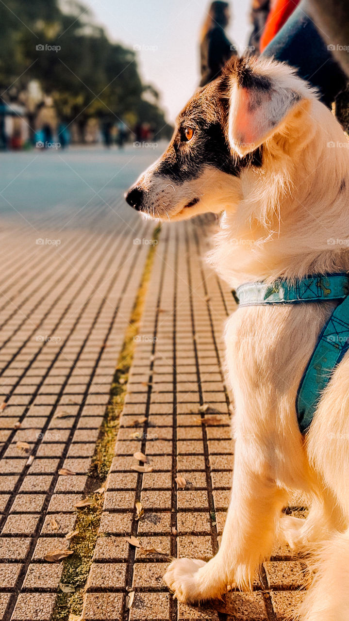 it is a dog that is waiting for its owner sitting in the sun