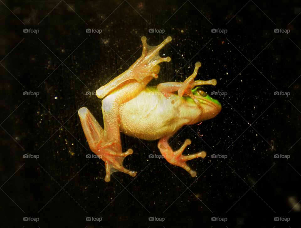 Frog1