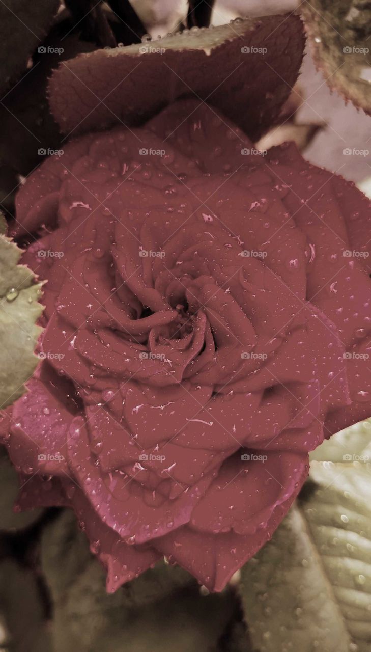 rain in rose 
its a beautiful and rain drops in flowers