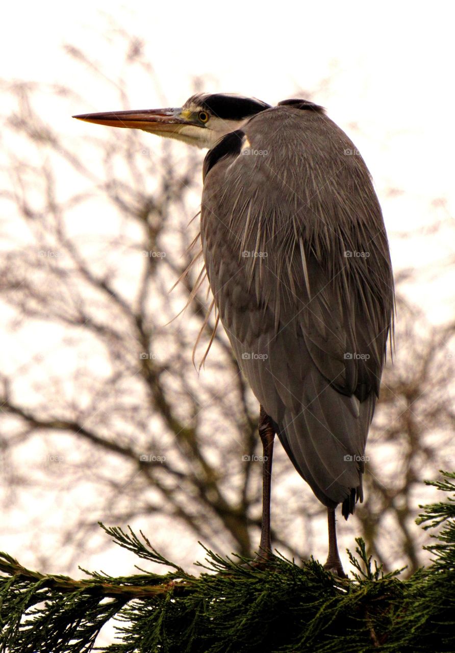 Perched