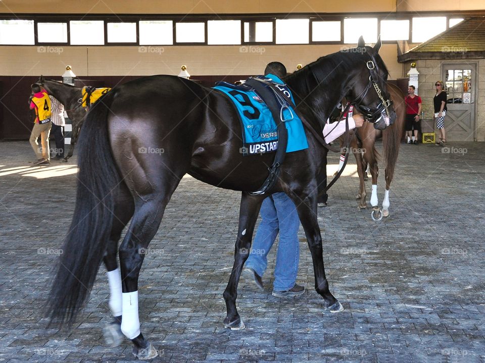 Upstart. Pennsylvania Derby contender Upstart, a gorgeous and muscular New York bred racehorse in the paddock at Parx
Fleetphoto