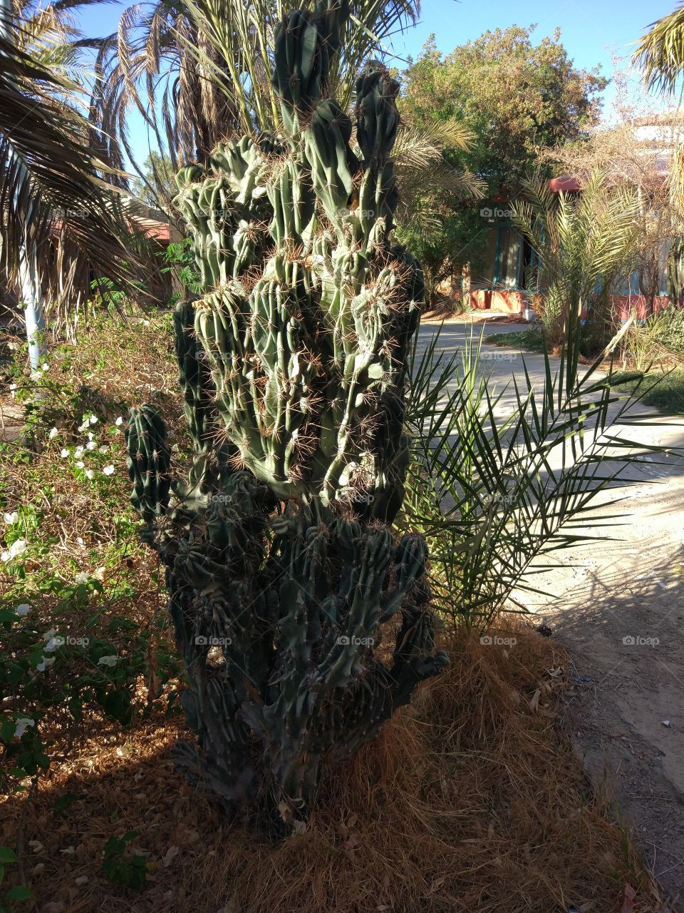 Egypt. Hurghada. Cactus