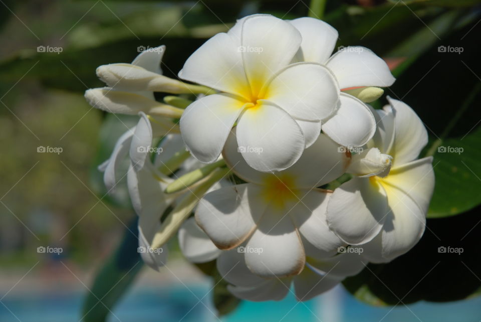 Close-up of a white flower bunch