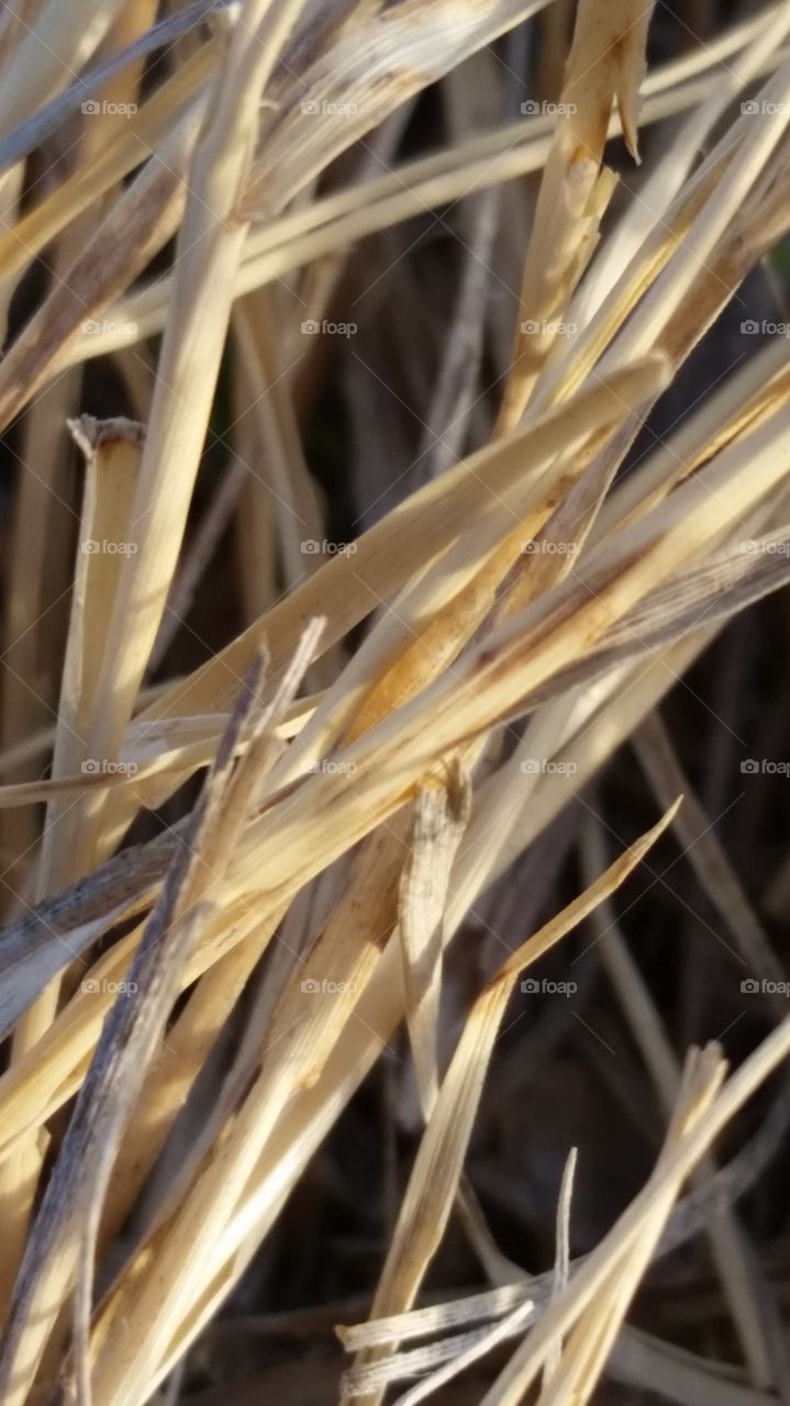 Dry Grass