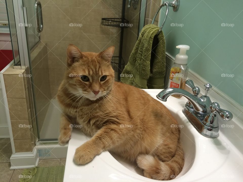 Indoors, Cat, Bathroom, Room, Portrait