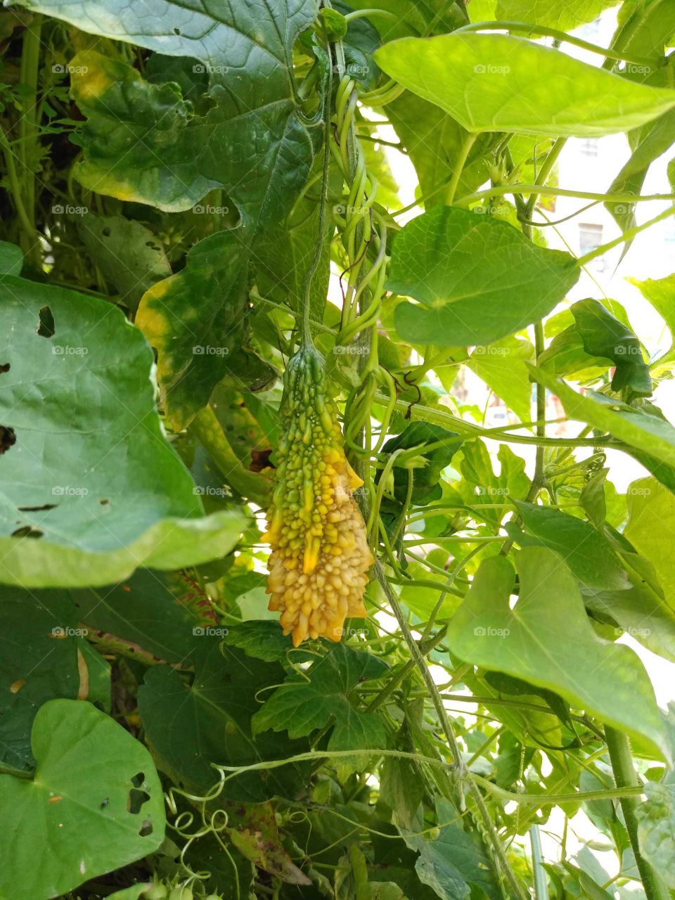 bitter gourd on the tree