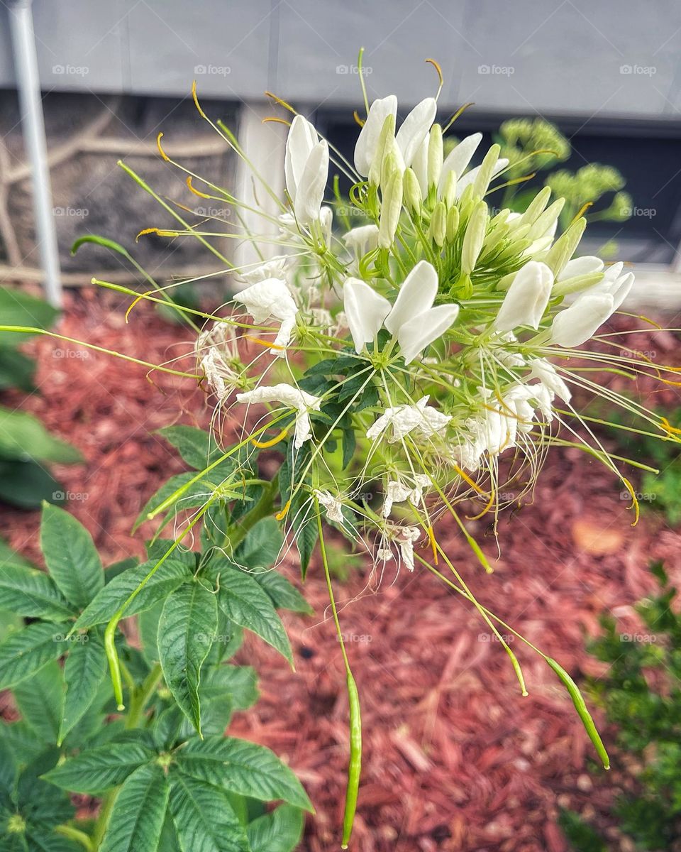 White flowers in my garden 