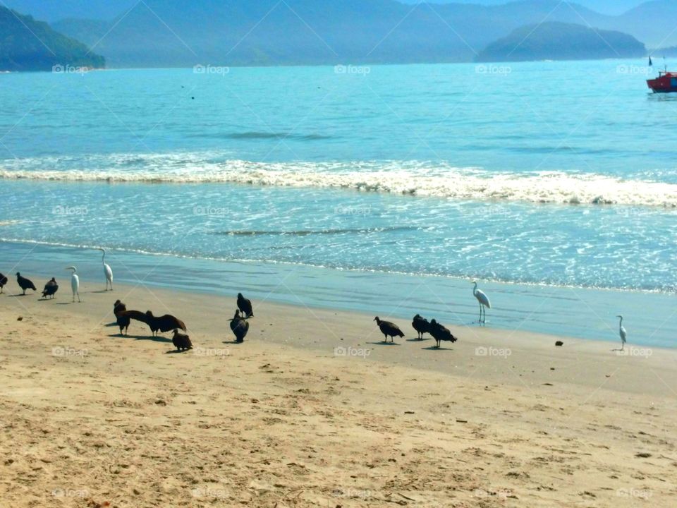 The crows in the beach