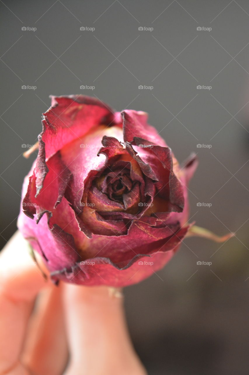 Flower, Rose, Nature, Love, Wedding