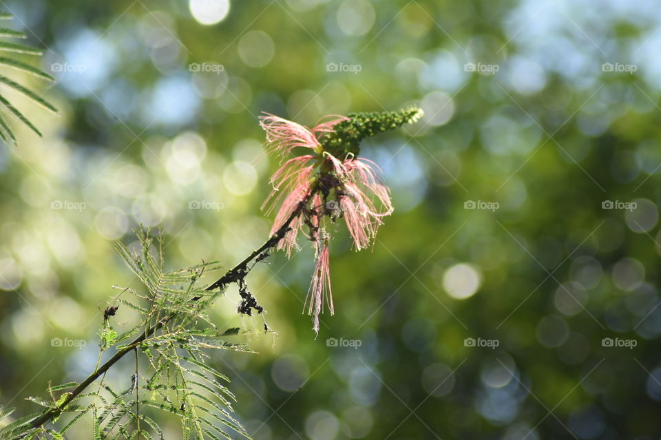 Pretty little flowers 🙂🌸🌼💮🏵️