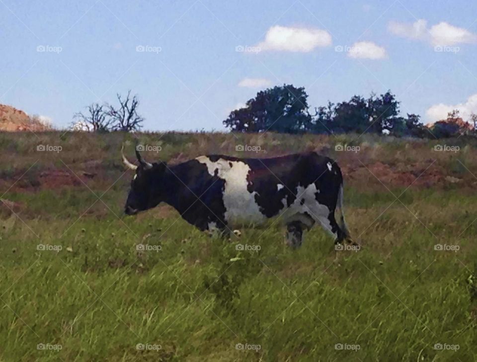 A nice day for a brown and white longhorn to graze on the prairies in the Wichita Wildlife Refuge in Oklahoma. 