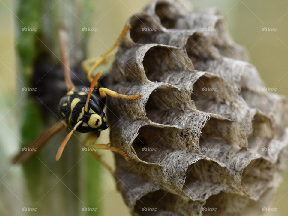 hornet sitting on nest watching at camera 