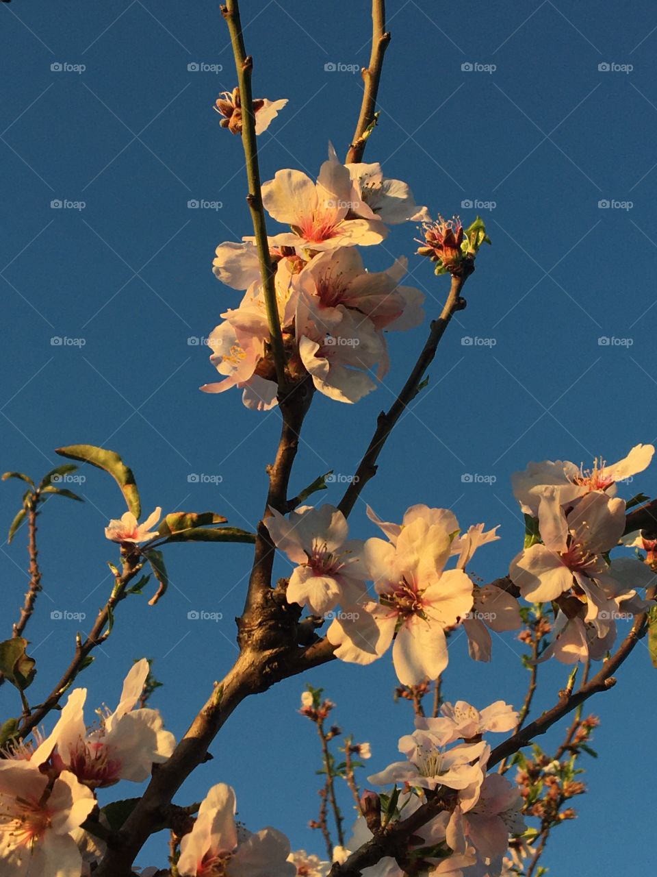 Blooming cherry tree at golden hour