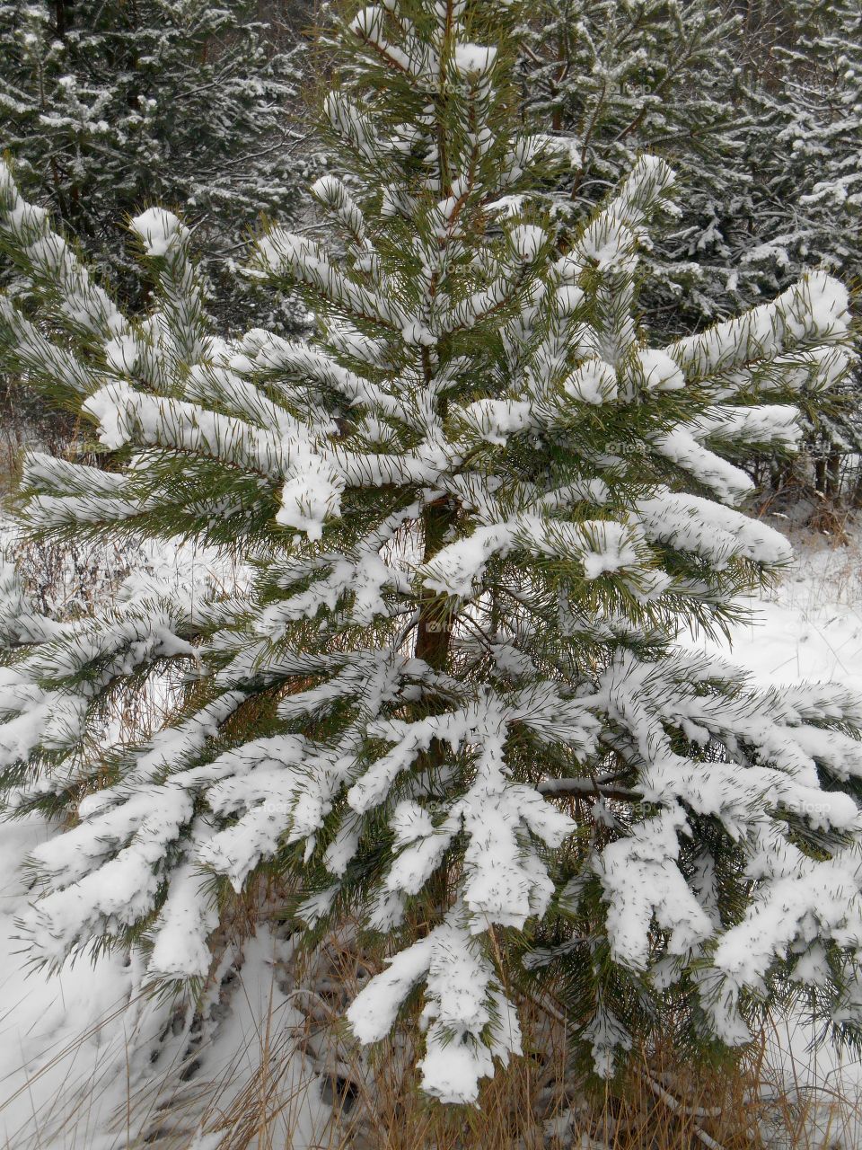 Winter, Snow, Christmas, Frost, Tree