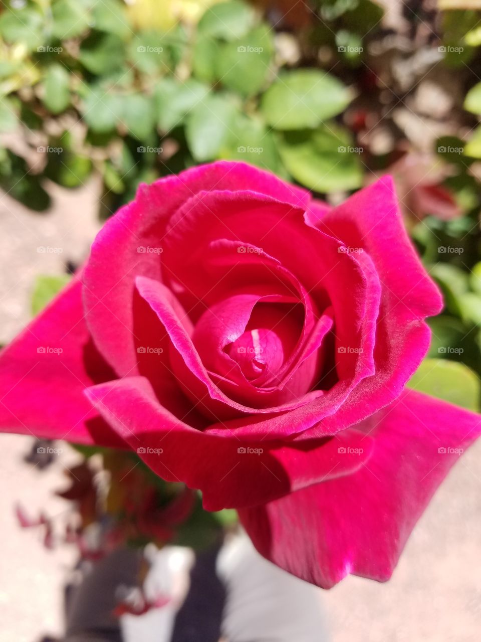 Red rose