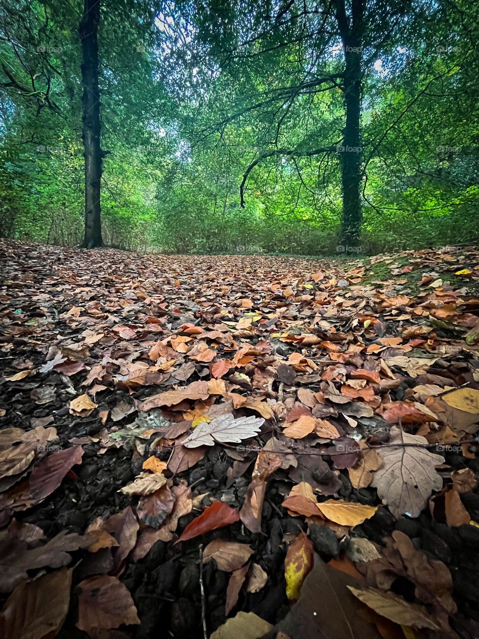 Autumn floor