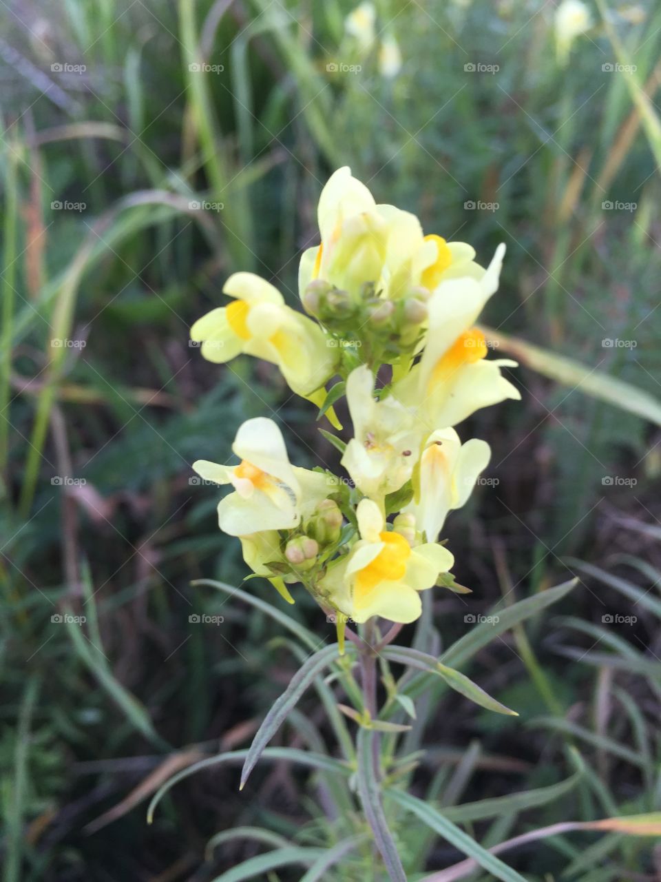 Flowers in the nature