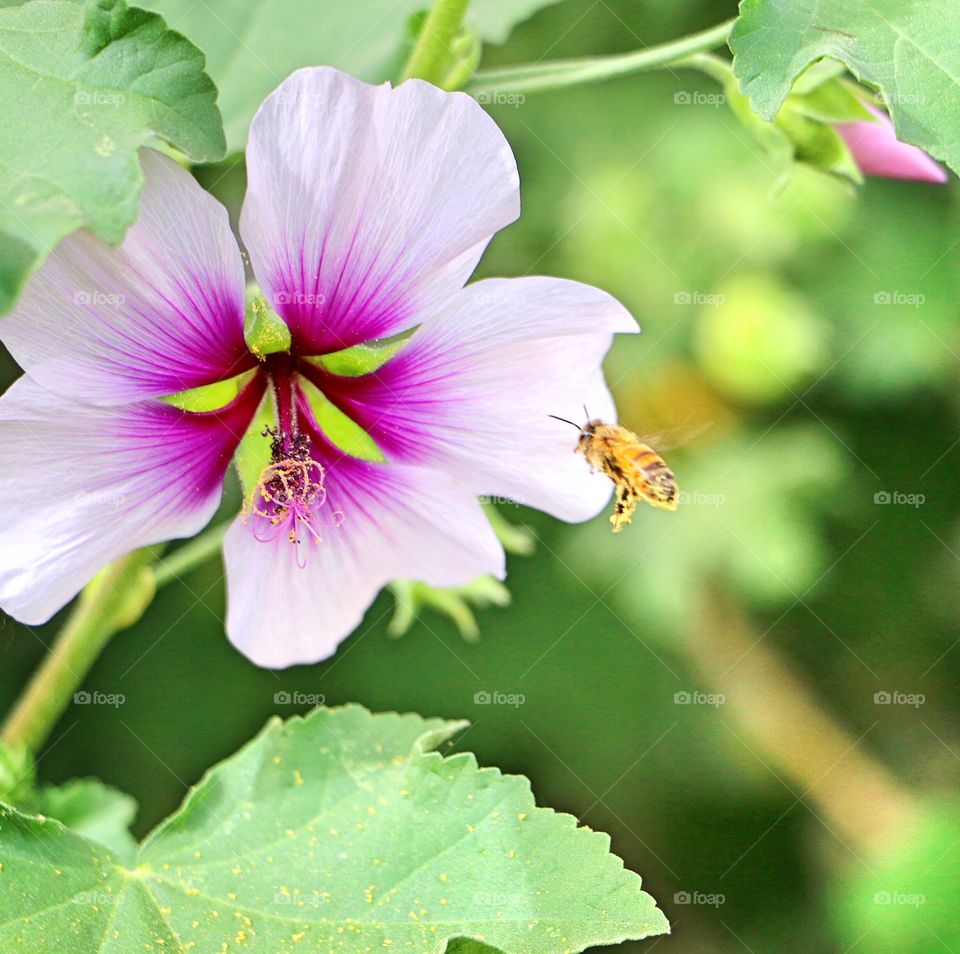 A bee and a flower