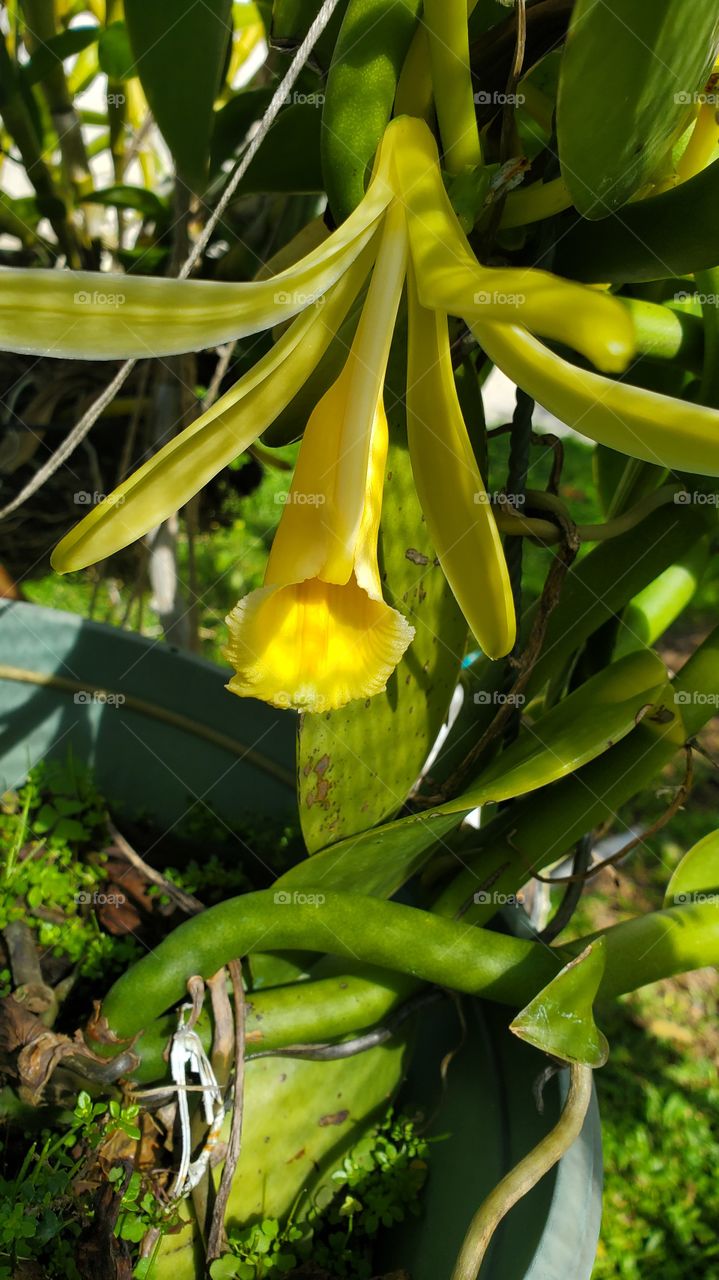 exotic vainilla orchids