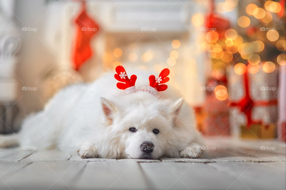 Samoyed dog at Christmas Eve 