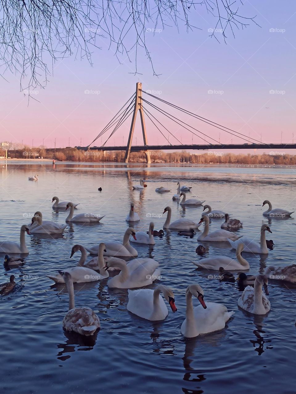 Birds & Bees - Nature in Motion. Swans