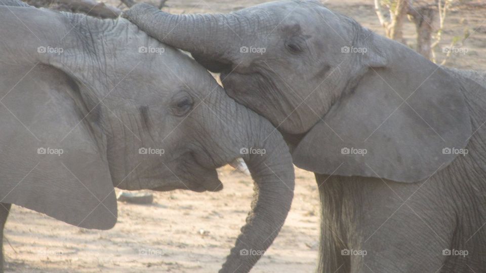 Elephants playing together